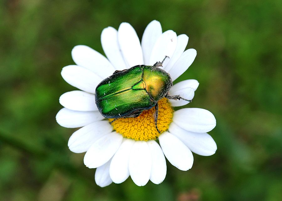 La vita in un fiore
